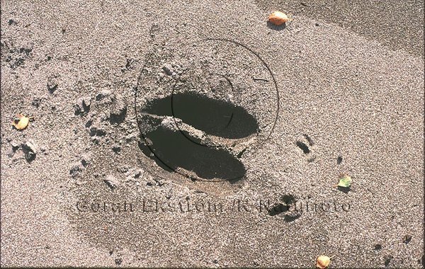 Spår av älg, i sand