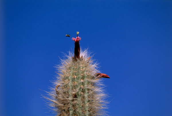 Kaktus blommar (Oreocereus hendriksenianus) och blomfluga.