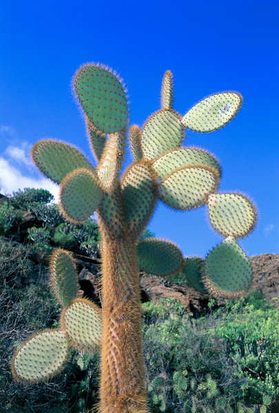 Kaktus i landskap.