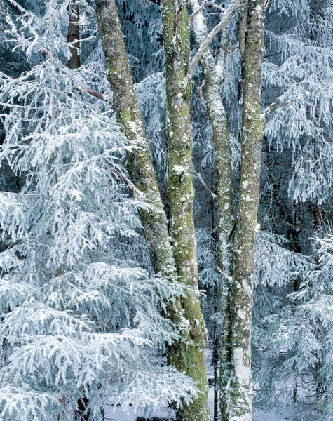 Gran, Picea abies, och vrtbjrk, Betula pendula, med frost.