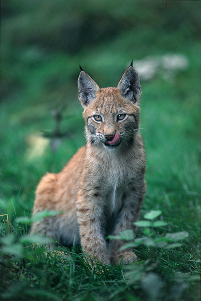 Lodjursunge (Lynx lynx)