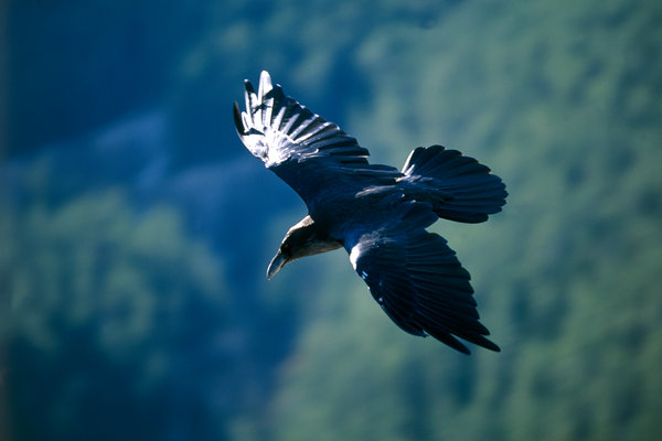 Korp (Corvus corax).