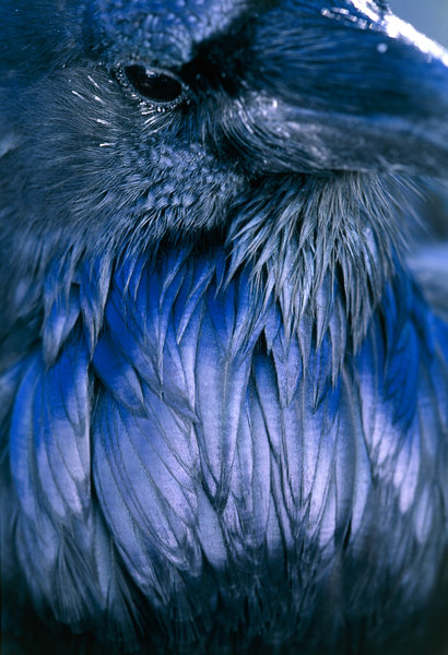 Korp (Corvus corax).