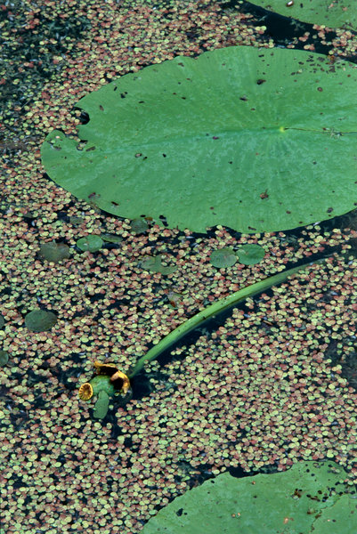 verblommad gul nckros (Nuphar luthea) och Andmat (Lemna minor)