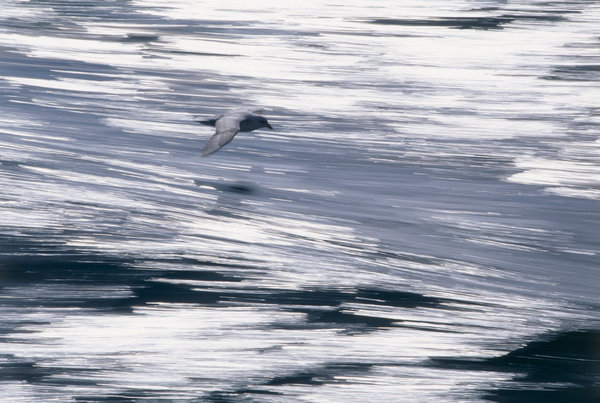 Stormfgel (Fulmarus glacialis) flyger.