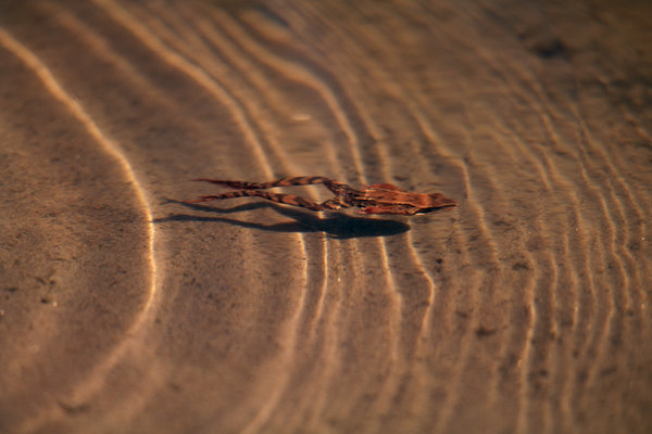 Vanlig groda(Rana temoraria) simmar i solreflexer.