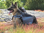 Spike p� berget3.JPG
