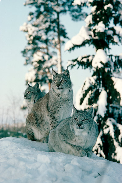 Lodjur (Lynx lynx)