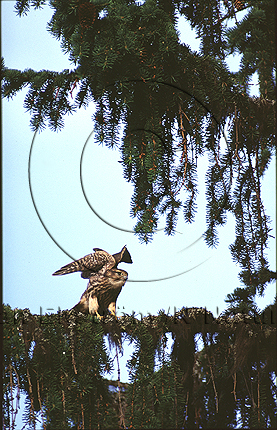 Tornfalk  (Falco tinnunculus)
