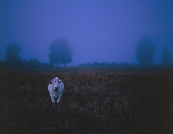 Vit ko i nattens dimma.