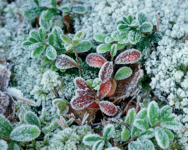 Frostiga lingonblad (Vaccinium vitis-idaea).