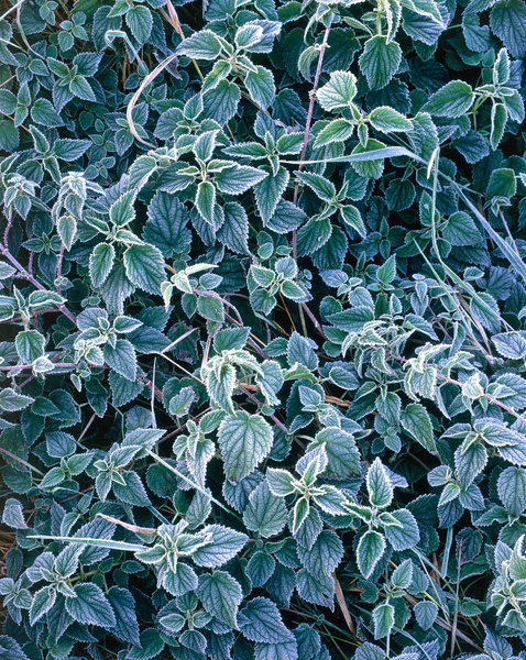 Frost p Brnnssla (Urtica dioica).