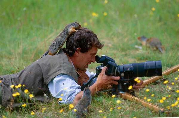 Fotografering av jordekorre, (Columbian ground squirrel, Citellus beecheyi)