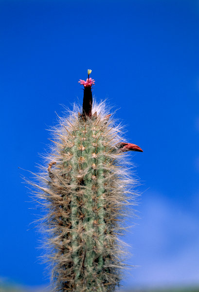 Kaktus blommar (Oreocereus hendriksenianus)