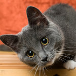 gr�katt.jpg