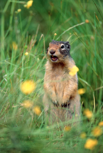 Columbian ground squirrel (Citellus columbianus).