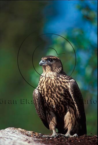 Jaktfalk  (Falco rusticolus)
