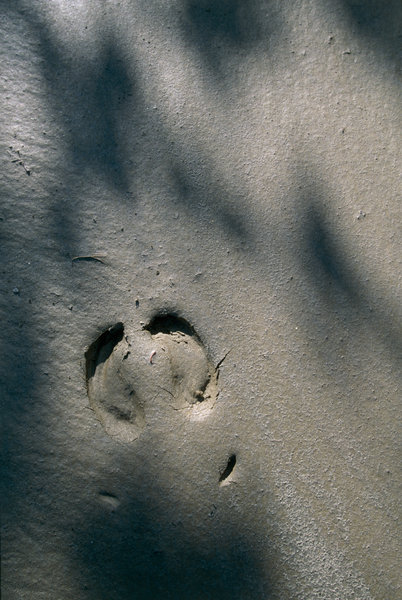 Trace in sand from Woodland caribou (Rangifer caribou).