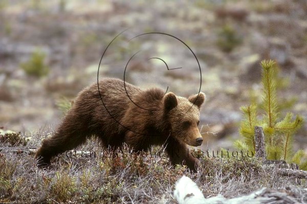 Årsunge av björn   (Ursus arctos)