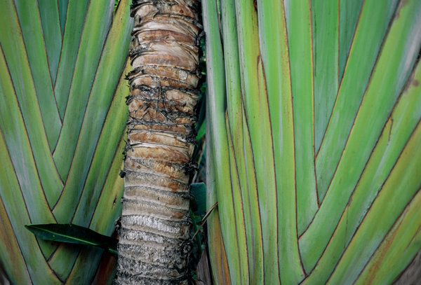 Palmblad och stam, Ravelana madagascariensis.