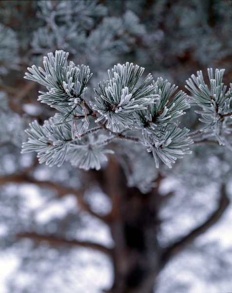 Tallbarr,Pinus sylvestris, med frost.