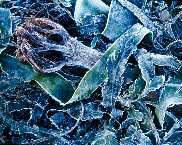 Havsvxter med frost.
