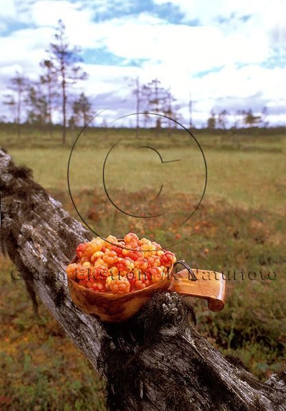 Hjortron   (Rubus chamaemorus)