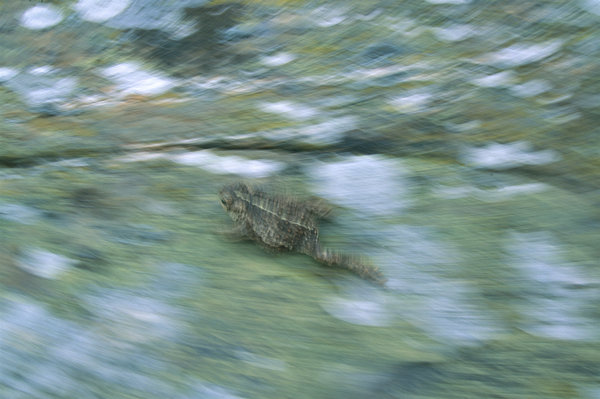 Stinkpadda(Bufo calamita) springer.