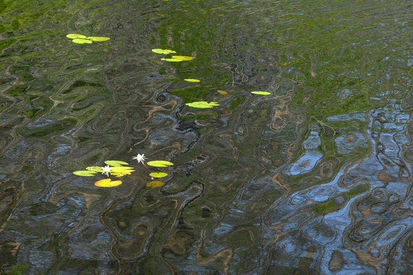 Vit nckros, Nymphaea alba, i vattenspegling.