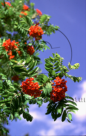 Rönnbär  (Sorbus aucuparia)