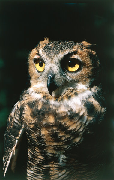 Virginiauv (Bubo virginianus). Great horned owl.