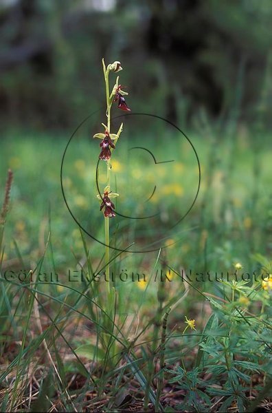 Flugblomster       (Ophrys insectifera)