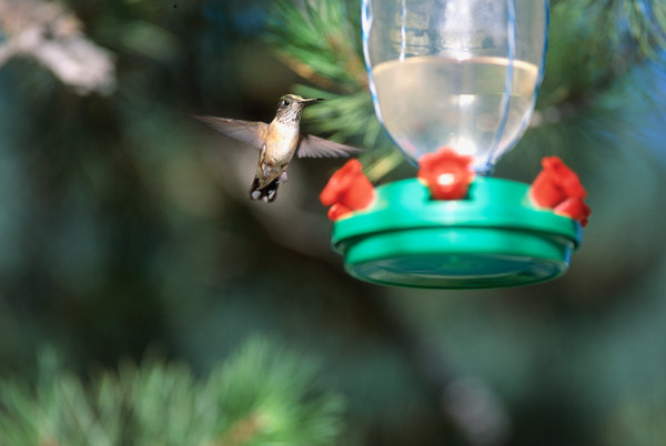 Kolibri vid fgelatomat med sockerlsning.
