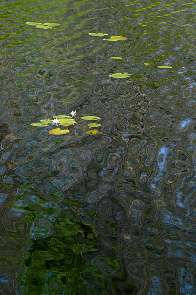 Vit nckros, Nymphaea alba, i vattenspegling.