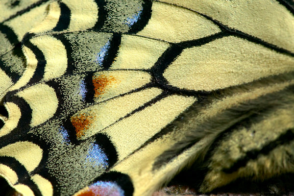 Makaonfjril, Papilio machaon, vinge i nrbild.