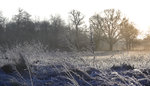 frost20091.jpg