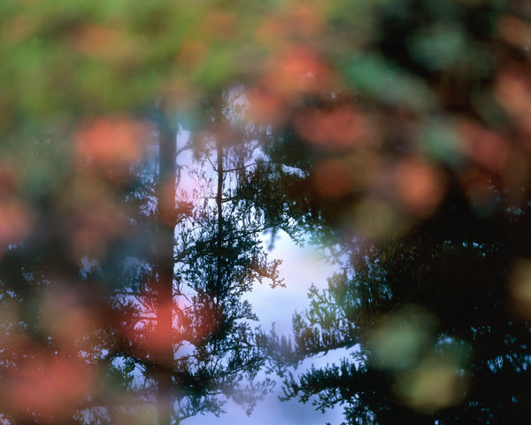 Gran(Picea abies) speglar sig i en skogstjrn.(Oskarpa vxter i frgrunden.)