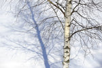 vinterträd2011.jpg
