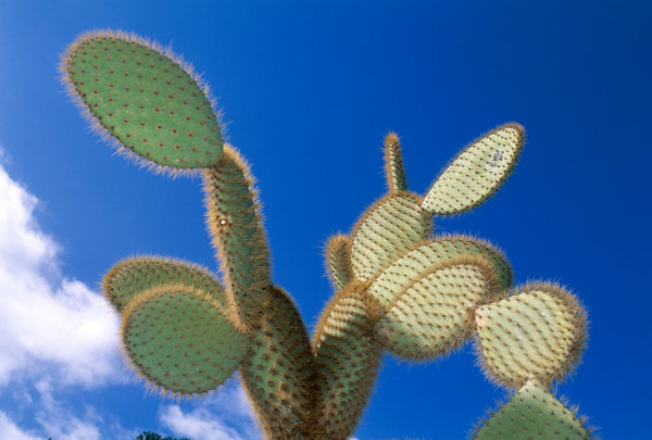 Kaktus.
