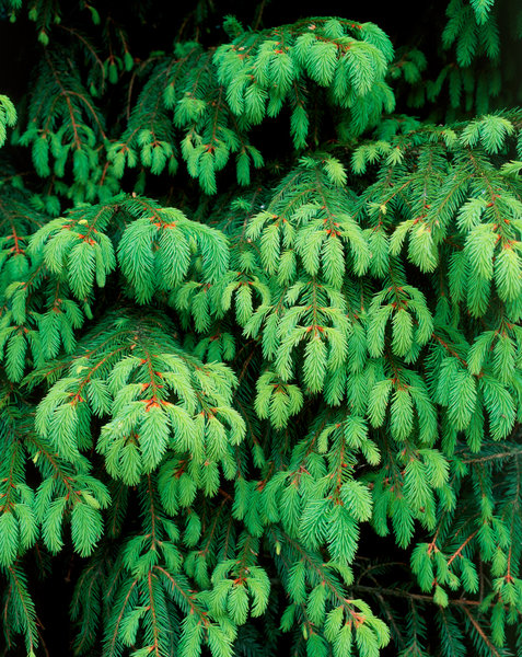 Granskott (Picea abies)
