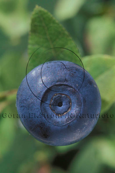 Blåbär  (Vaccinium myrtillus)
