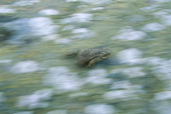 Stinkpadda (Bufo calamita) springer.