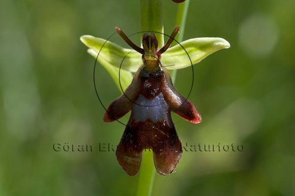 Flugblomster     (Ophrys insectifera)