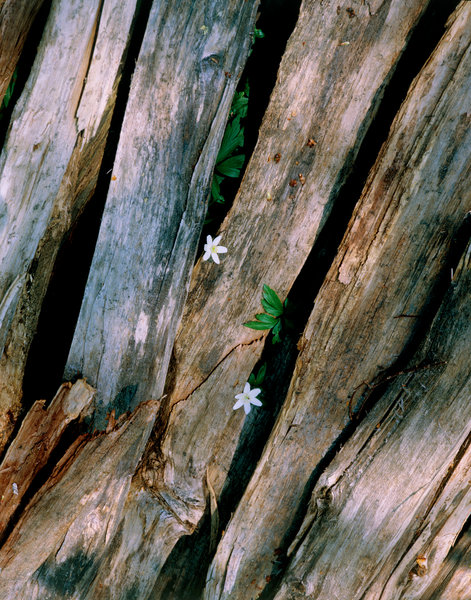 Vitsippa (Anemone ranunculoides) vid gammal grdsgrd.