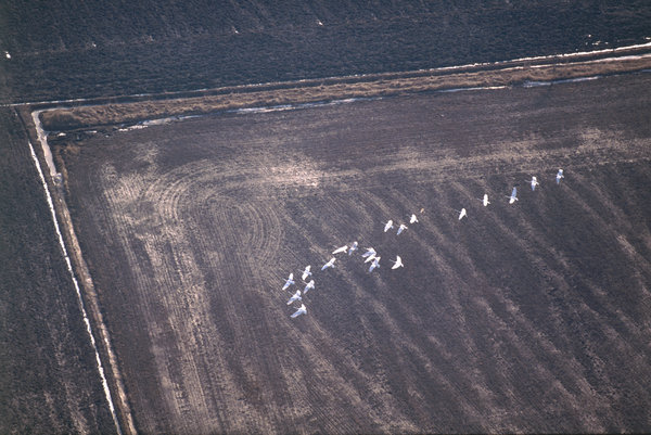 Sngsvan (Cygnus cygnus) Flygbild ver jordbrukslandskap.