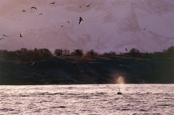 Spckhuggare (Orcinus orca) och trutar.