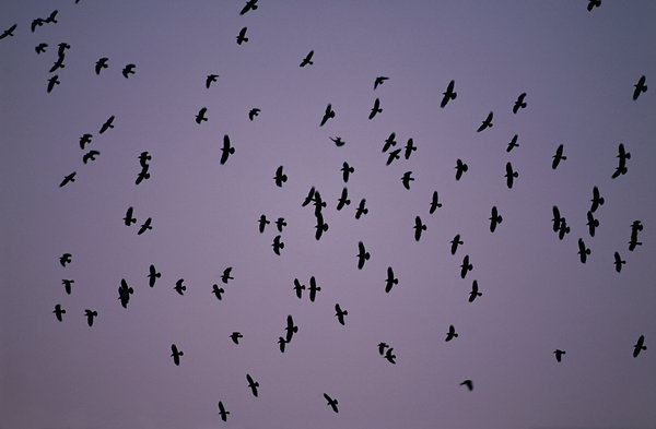 Rka (Corvus frugilegus).