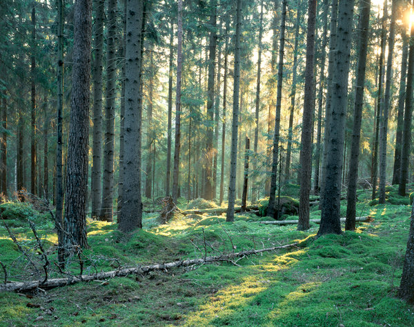 Gran (Picea abies), skog i gryning.