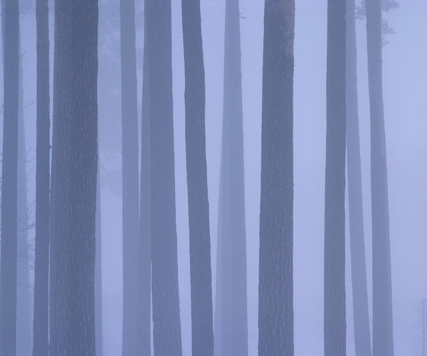 Tall, Pinus sylvestris. Trdstammar i dimma.