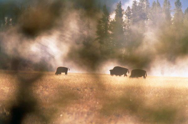 Bisonhjord (Bison bison)